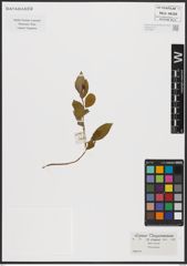 Foto von Salix caprea L.